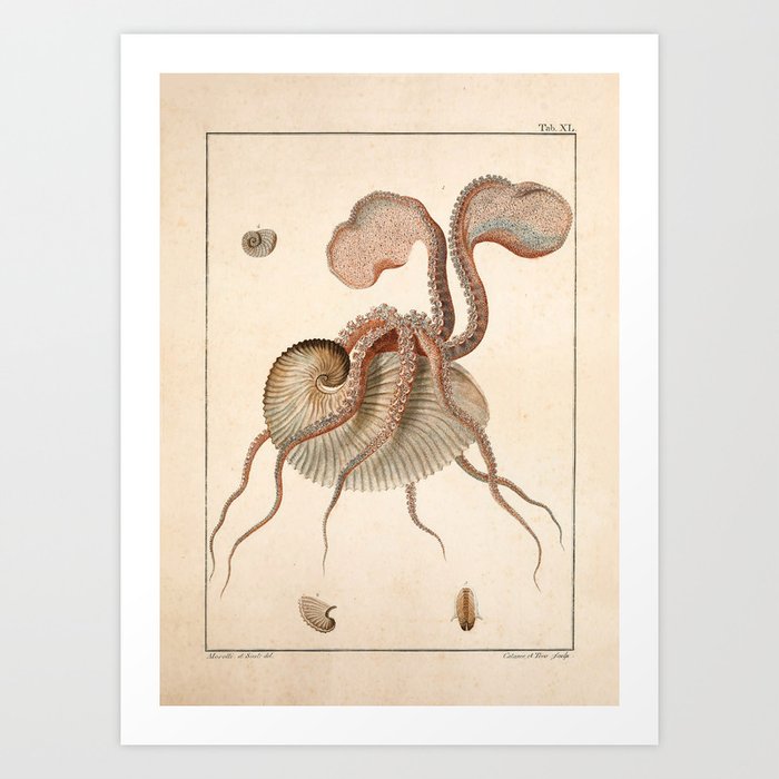 Argonauta Argo octopus (paper nautilus) from an Italian natural history book, 1791 Art Print