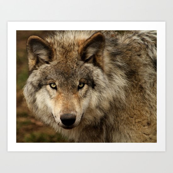 Undivided attention Art Print