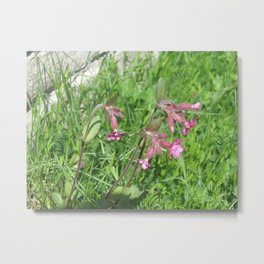 Midsummer Metal Print | Summer, Sun, Norway, Beauty, Small, Midsummerflower, Joy, Wall, Love, Grass 