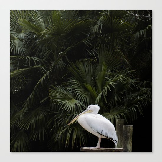 Pelican Canvas Print