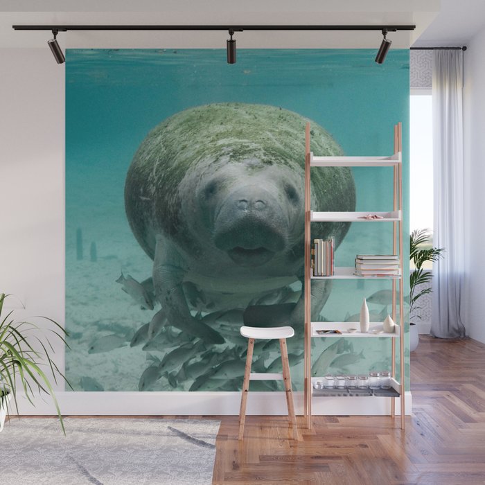 USA Photography - Miami Stray Seal Wall Mural