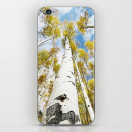 Aspen Trees in Nature iPhone Skin