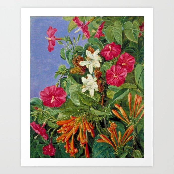 Tropical Hibiscus and Bougainvillea Flowers still life painting Art Print