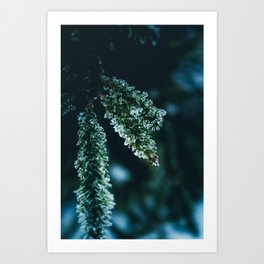 Dark Fir I Art Print