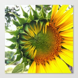 Sunflower Meditation / Partly Sunny  Canvas Print