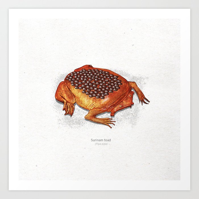 Surinam toad scientific illustration art print Art Print