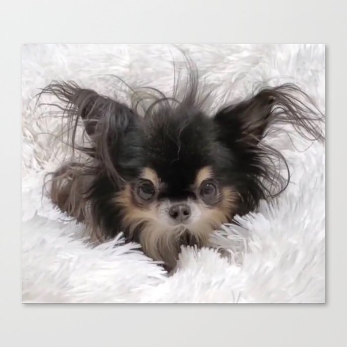 Little And Adorable Black And Beige Doggy Canvas Print