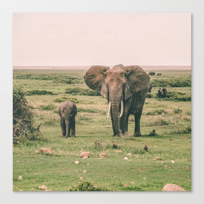 elephants Canvas Print