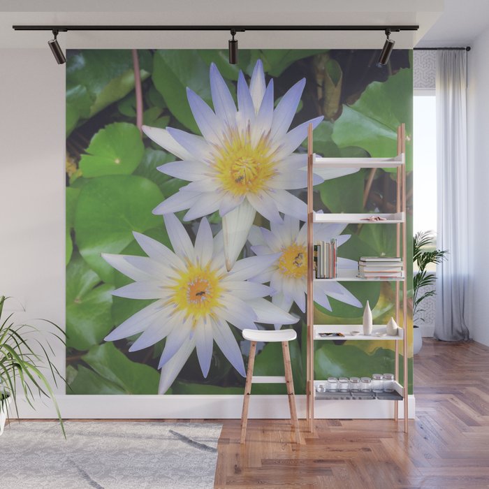 Pretty white water lilies flowers Wall Mural