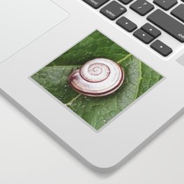 Snail and green leaf symbiosis Sticker