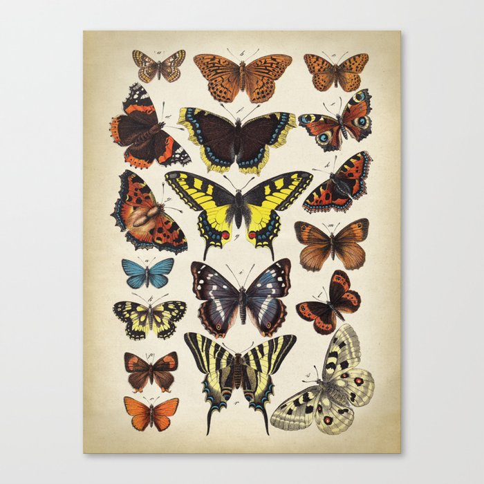 Butterflies Scientific Illustration, Butterfly Chart, Colorful Butterflies Canvas Print