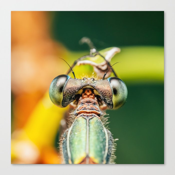 Dragonfly Macro Portrait In Nature Nature Wall Art Print Insect Close Up Photography Large Print Canvas Print By Radub85