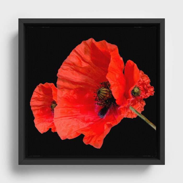 Poppies on Black Framed Canvas