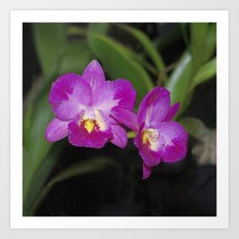 Orchid Flower Art Prints For Any Decor Style Society6