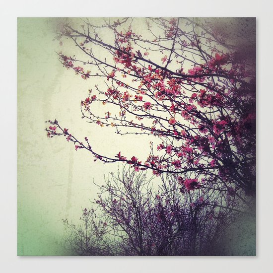 Cherry Blossom Canvas Print