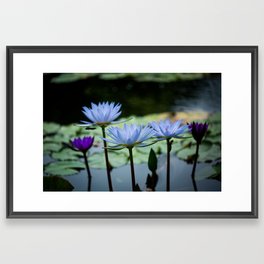 Serenity x Purple Waterlilies Floral Art Framed Art Print