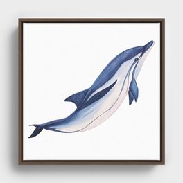 Striped baby dolphin Framed Canvas