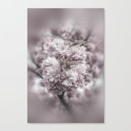 Cherry blossoms in detail Canvas Print