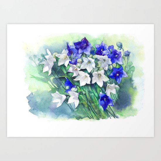 Campanula watercolor flowers, aquarelle bellflowers Art Print