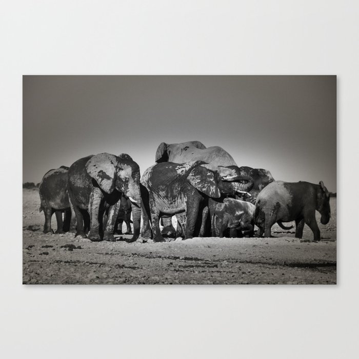 Elephant Herd Circling II Canvas Print