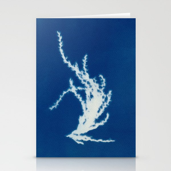 Cyanotype - Myscanthus #2 - dried flower Stationery Cards