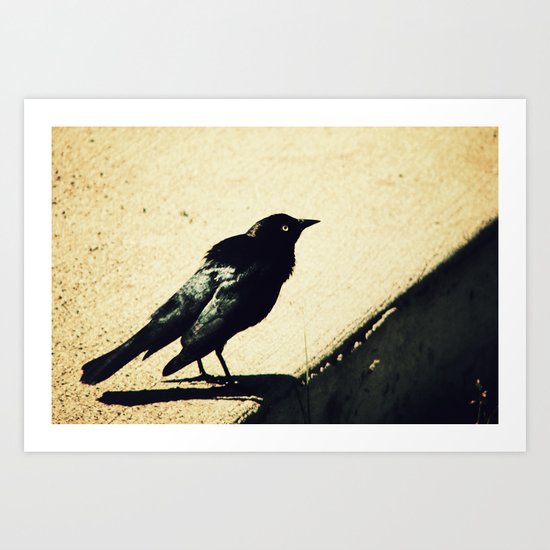 Little Blackbird Art Print