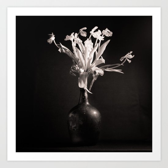 Old White Tulips Art Print