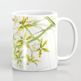 A orchid plant - Vintage illustration Mug