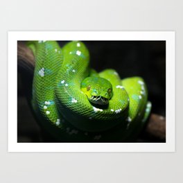 Green tree python (Morelia viridis), on a tree branch, dark background Art Print | Reptile, Curve, Tropicalanimal, Exoticanimal, Camouflage, Animal, Greentreepython, Serpent, Herpetology, Scale 