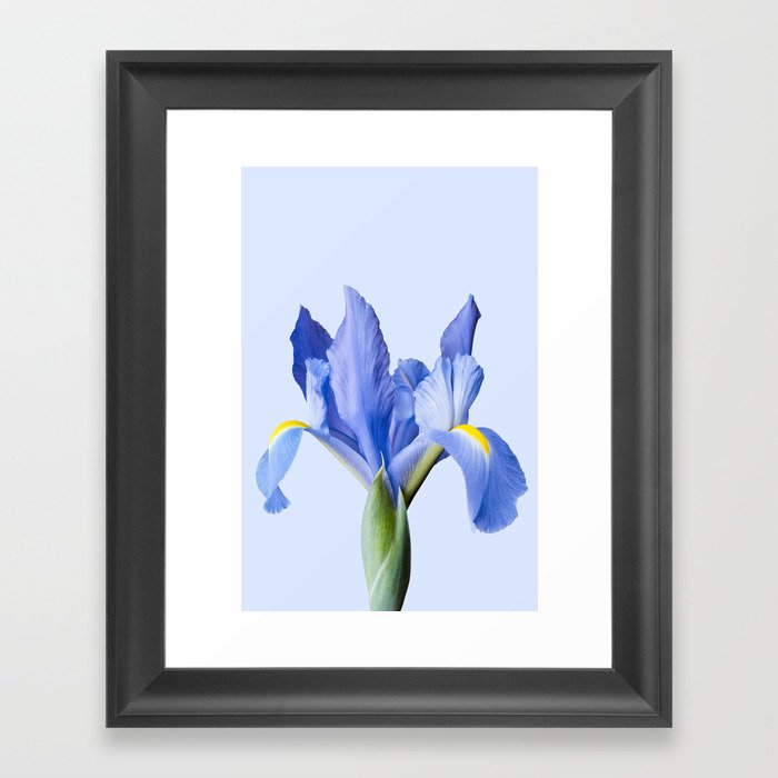 Iris Blue | Flower Photography | Floral | Nature | Landscape Framed Art Print