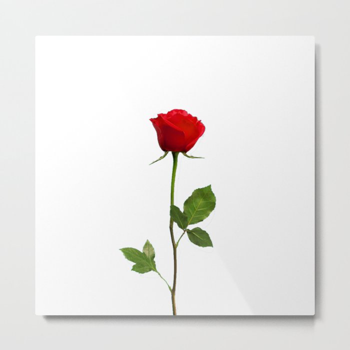 A RED LONG STEM ROSE BOTANICAL ART Art Print by SharlesArt