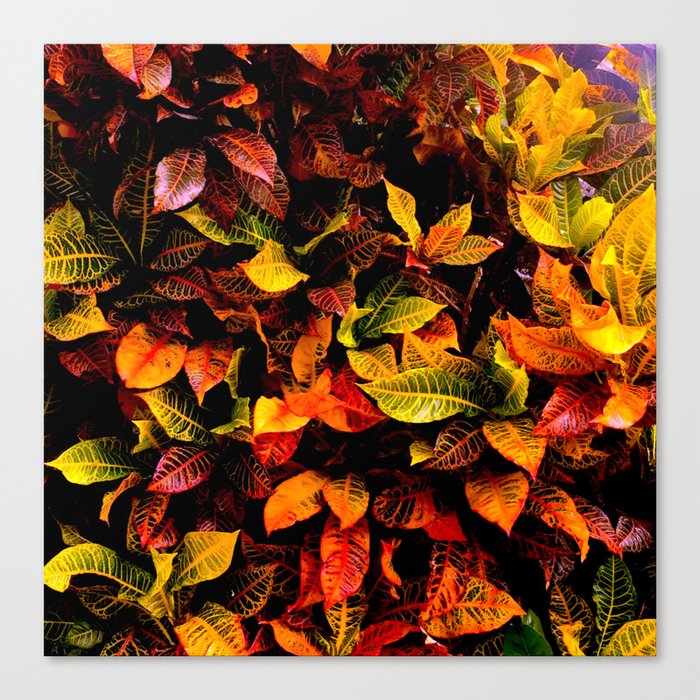 Red, Yellow, Green Canvas Print