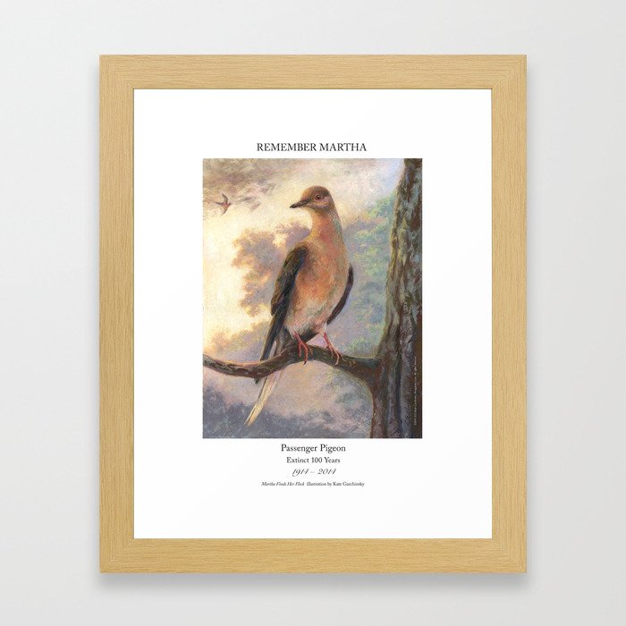 Passenger Pigeon - Martha Finds Her Flock  Framed Art Print