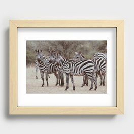 Serengeti zebras Recessed Framed Print