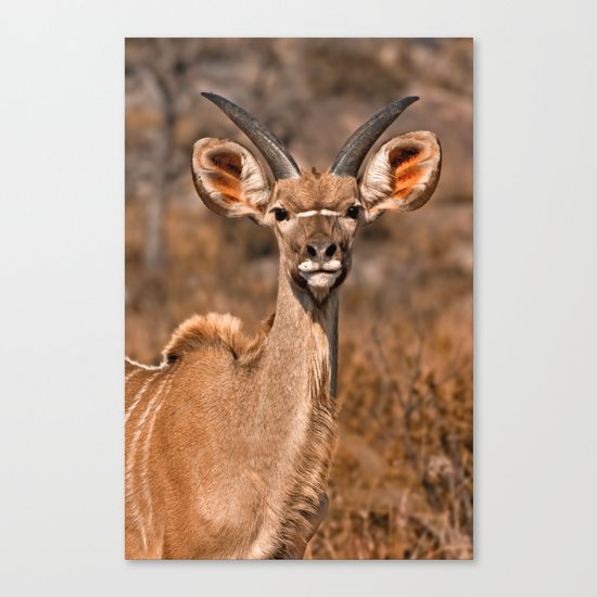 Young Kudu Canvas Print