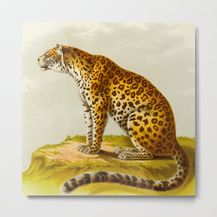 Leopard Henri Milne-Edwards, Alphonse Milne-Edwards, Hurt, illustration. - 1868 Metal Print