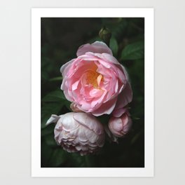 Garden Rose Art Print