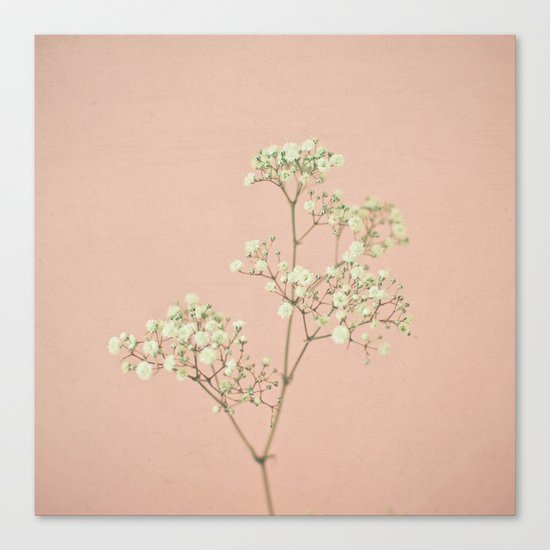 Baby's Breath Canvas Print