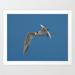 Sequence of Terns 5 of 6 Art Print