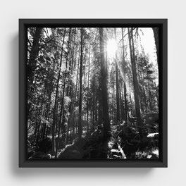 Summer Sun in a Scottish Highlands Woodland in Black and White Framed Canvas