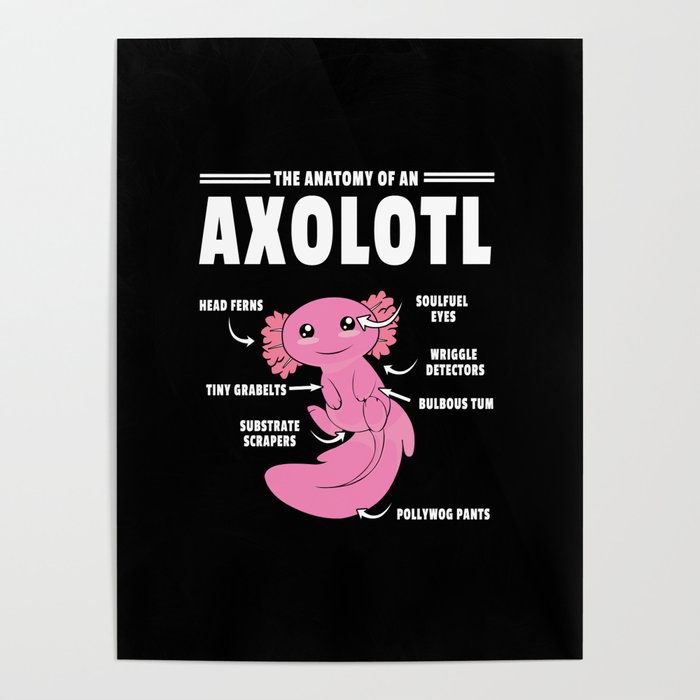 Anatomy Of An Axolotls Cute Fish Kawaii Axolotl Poster