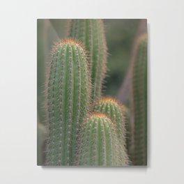 Cactus 1701- Nature Photography Metal Print | California, Plants, Cactus, Desert, Garden, Photo, Digital, Color 