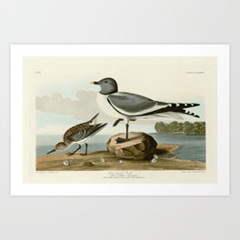 Fork-tailed Gull by John James Audubon Art Print