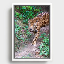 Jungle walking jaguar, Guatemala Framed Canvas