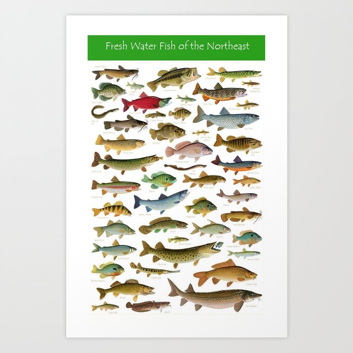 freshwater fish species chart