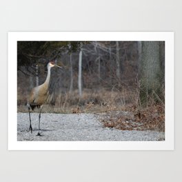 Morning Stroll Art Print | Nature, Photo, Animal 