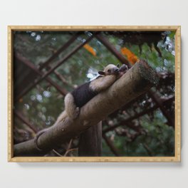 A sleeping mini anteater at Alturas Sanctuary in Costa Rica Serving Tray