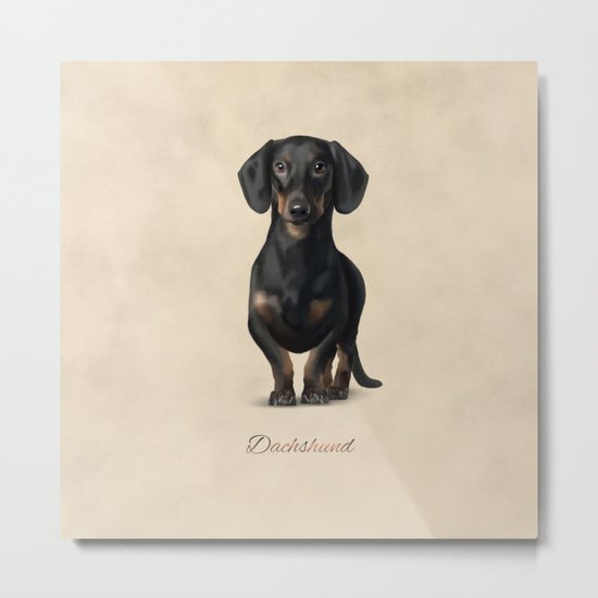 Dachshund Metal Print