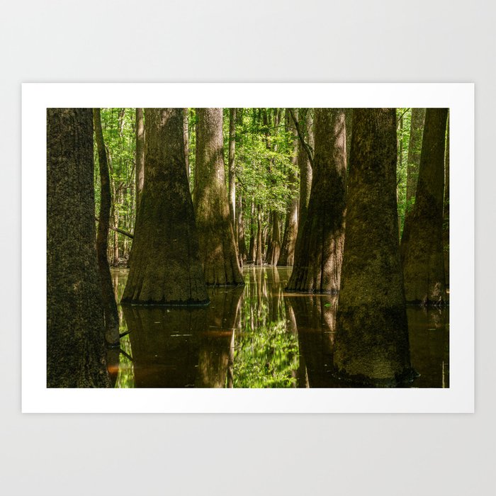 Cypress Swamp  Art Print