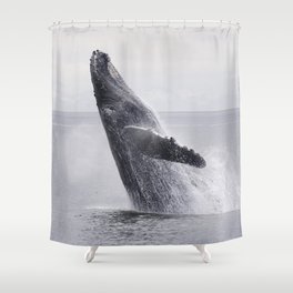 Monochrome humpback whale dance in the ocean floor. Beautiful wild animals photo Shower Curtain